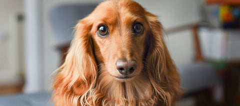 are long haired dachshunds good dogs