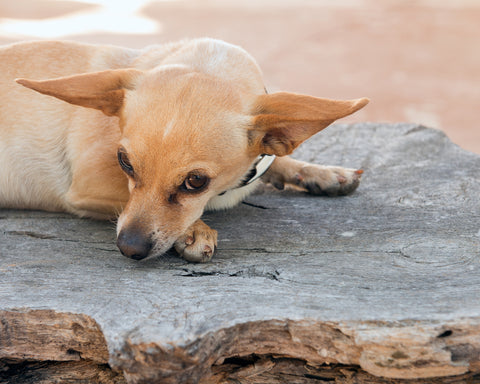 why do chiweenies bark so much