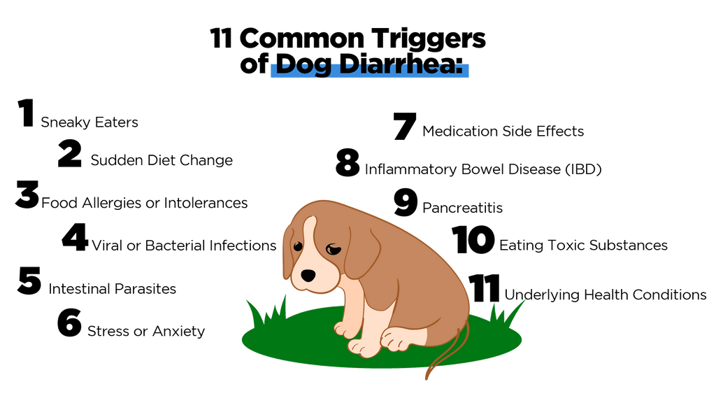 11-common-triggers-of-dog-diarrhea