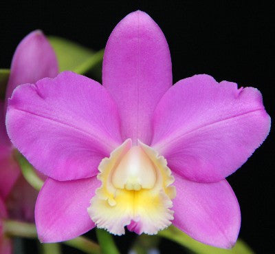  HOA GIEO TỨ TUYỆT - Page 74 Orchid_Cattleya_loddigesii_from_Water_400_05-25-2014