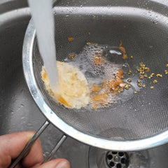 Rinsing tomato seeds in sieve