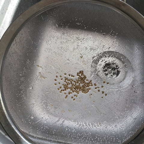 Cleaned tomato seeds in sieve