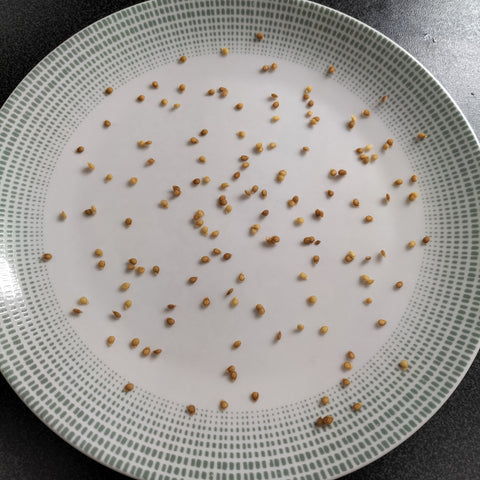 Tomato seeds drying on a plate