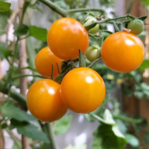 Sungold Wählen Sie 2 Tomaten aus, die an einer Rebe wachsen.