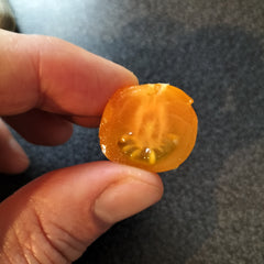 Sungold Select Tomato cut in half