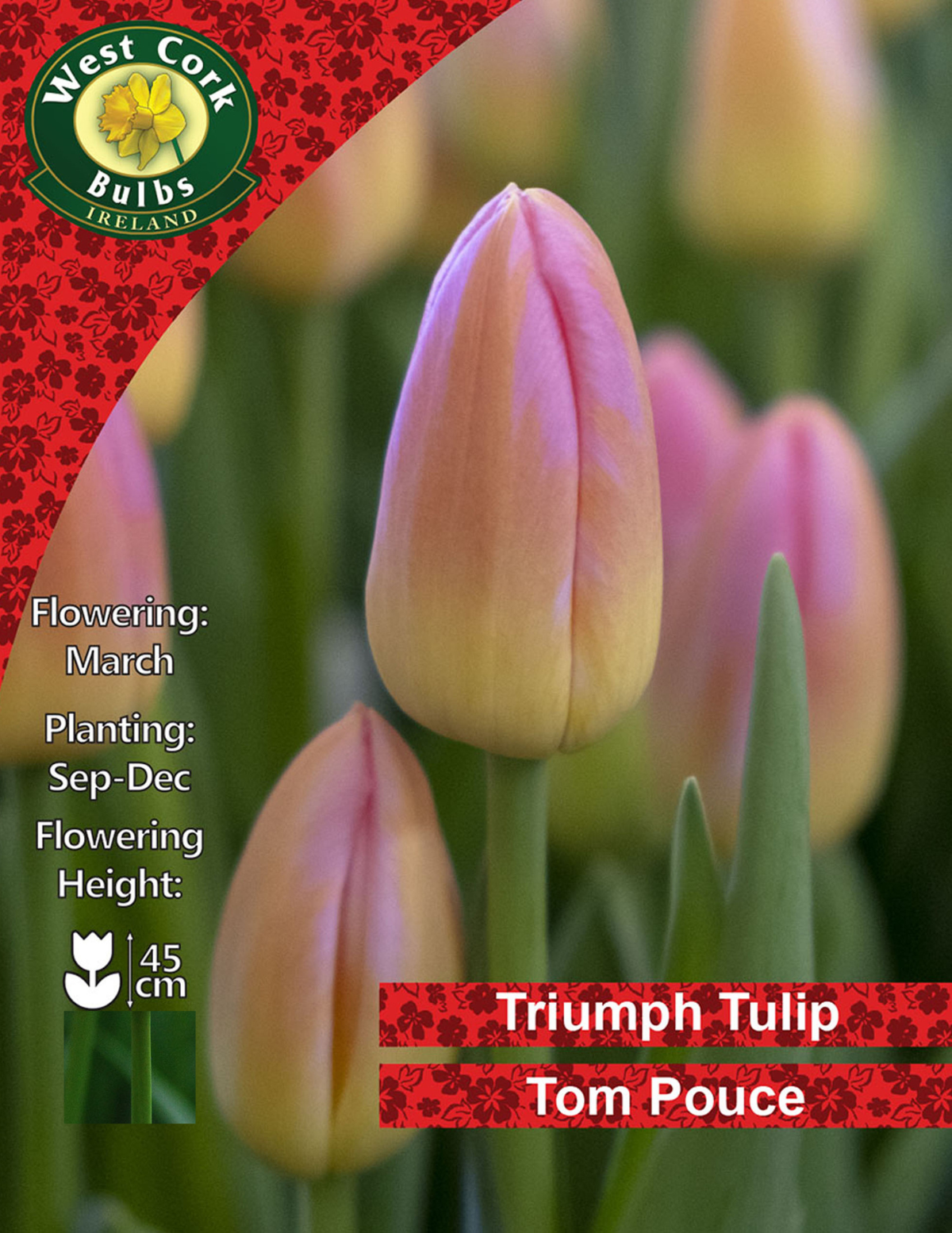 Tulip Bulbs: Tom Pouce