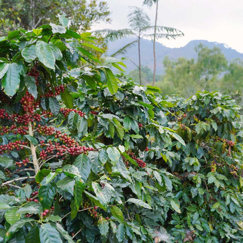 Arabica coffee plants growing in the hills of the Mae Wang district.