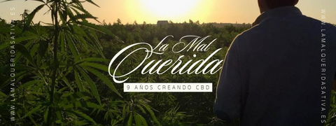 Flor CBD, envio gratis, comprar CBD España, CBD flor, Sevilla CBD, CBD Sevilla