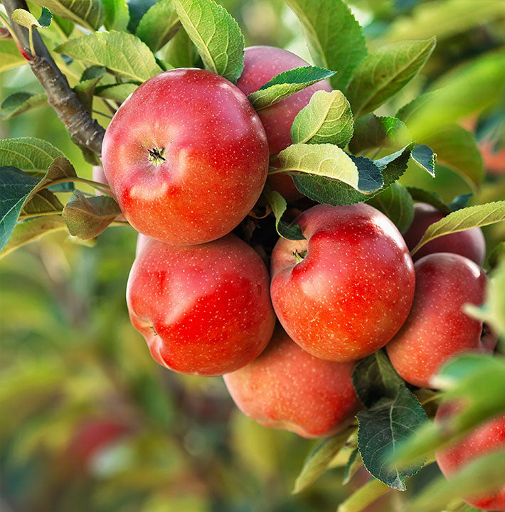 Fruiting and edibles available at the Sydney Plant Market