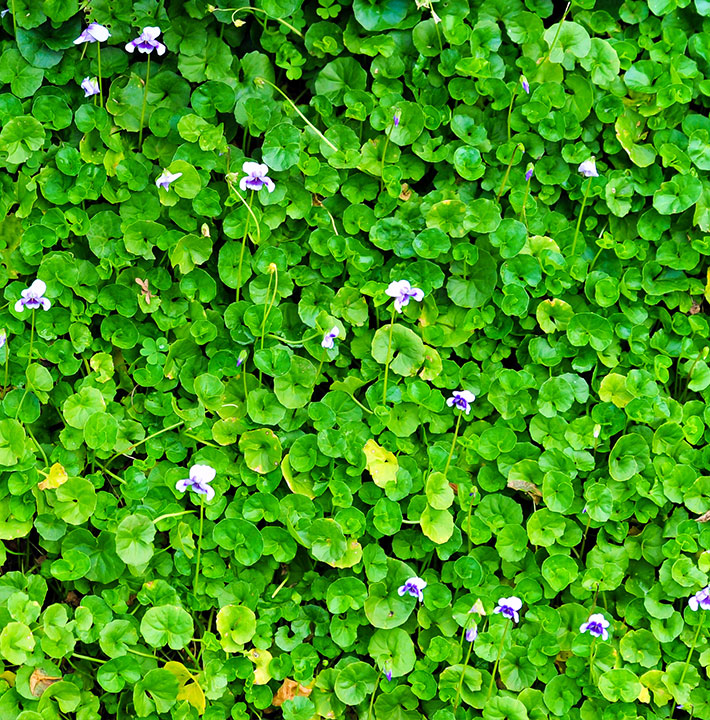 covers available at the Sydney Plant Market