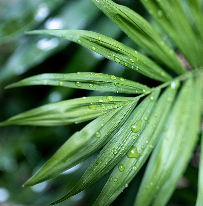 Palms range available at the Sydney Plant Market