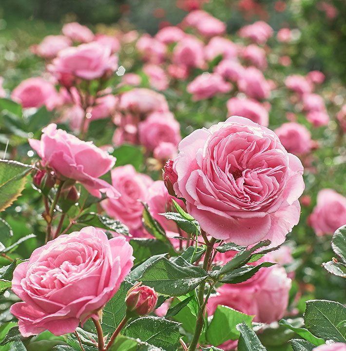 Roses available at the Sydney Plant Market