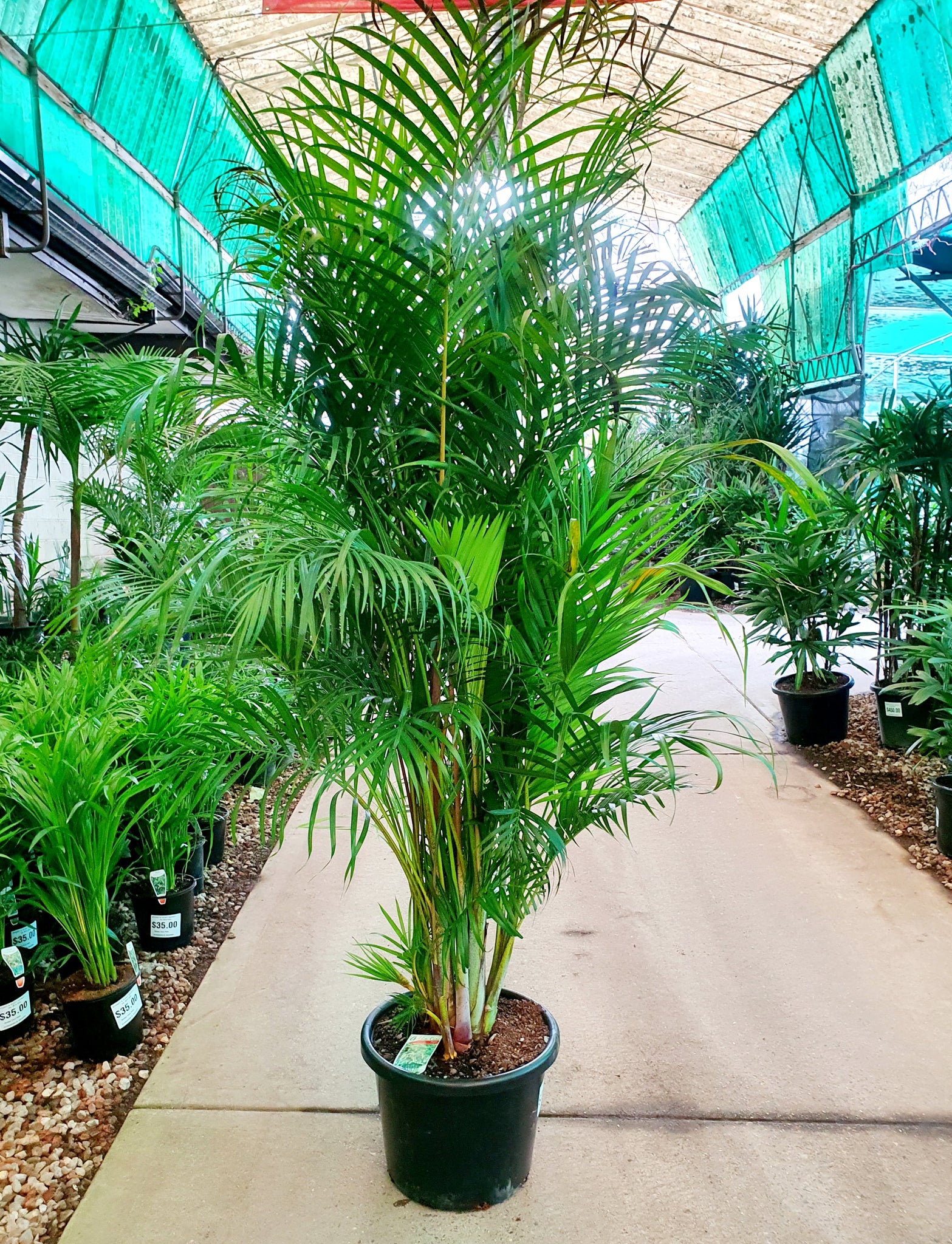 Dypsis lutescens areca palm - Golden Cane Palm – Sydney's Plant Market