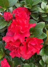 Load image into Gallery viewer, Azaleas - Assorted
