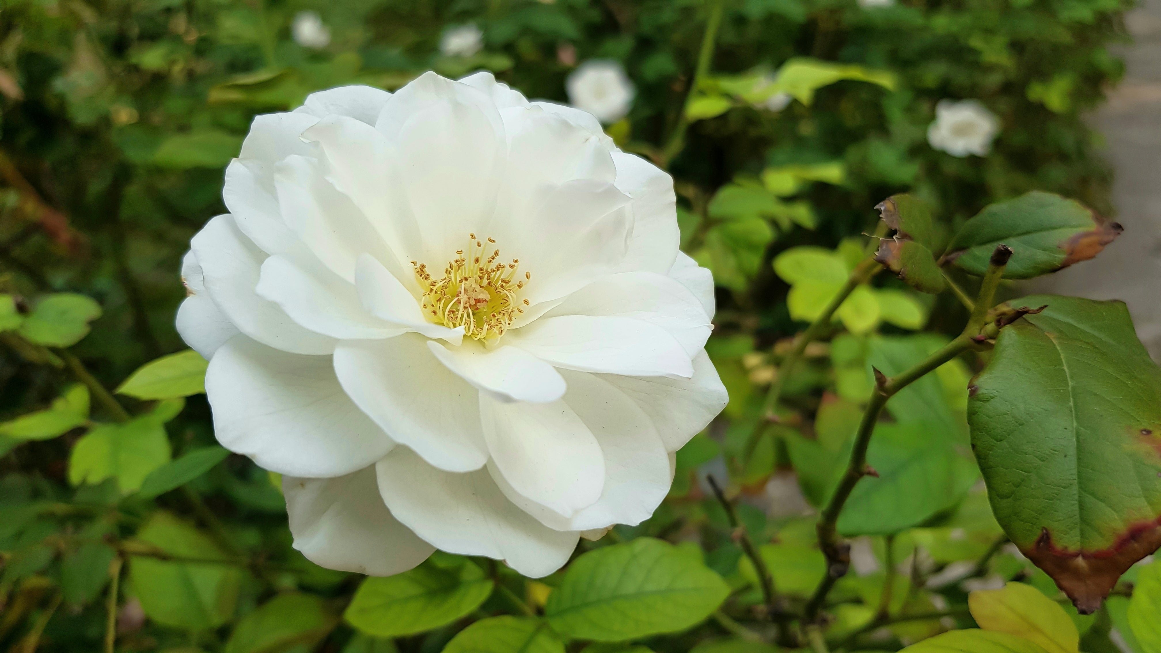 white iceberg roses care