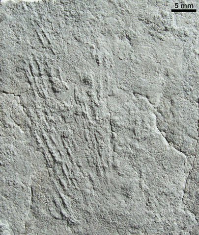 Kimberichnus trace fossil