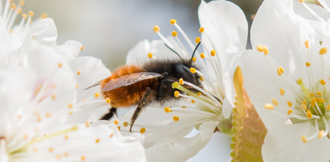 Osmia Cornuta auf Kirsche