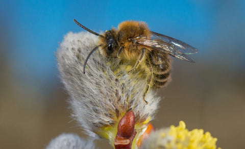 Die Frühlings-Seidenbiene (Colletes cunicularius) ist hochspezialisiert: Sie sammelt ihren Pollen ausschliesslich auf Weiden (Salix).