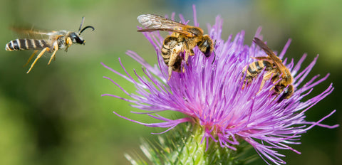 Le magnifique chardon lance est presque irremplaçable pour l'abeille à bandes jaunes (Halictus scabiosae).