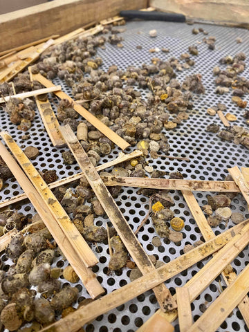 Nettoyage des cocons d'abeilles maçonnes