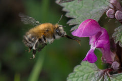 Die Pelzbienen (Anthophora plumipes) auf einer Wildblumen, der Taubnessel.