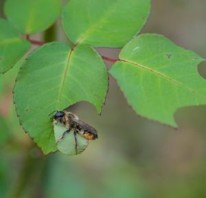 Une abeille coupeuse de feuilles 