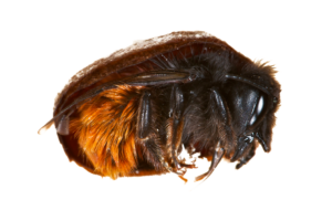 Mauerbiene Winterschlaf Schlafende Biene