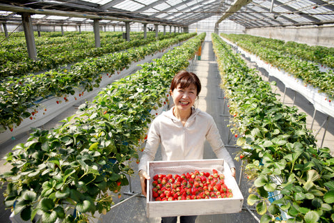 Japanese strawberry farm