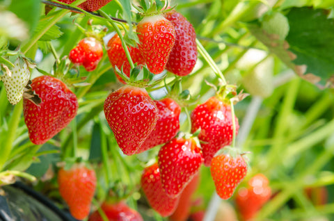 Strawberries in Japan