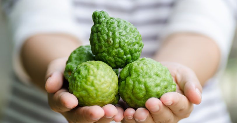 Holding out a collection of bergamot oranges in two hands