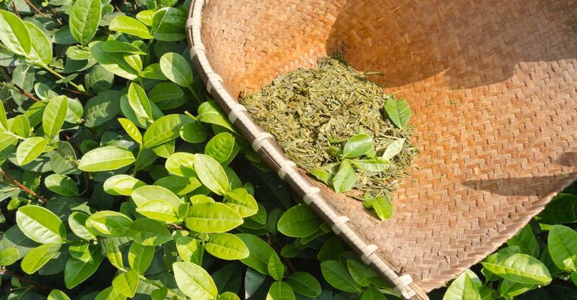 Green tea leaves in a woven basket