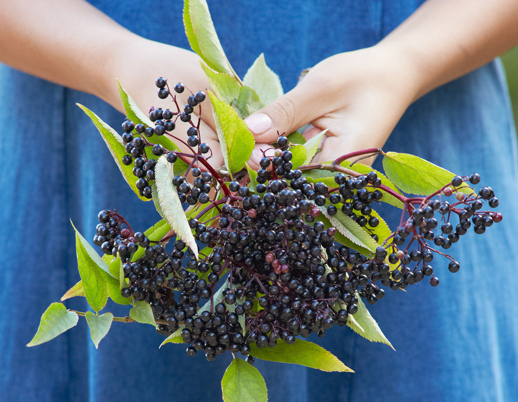 Woman in a blue dress holding a bunch of elderberry with both hands