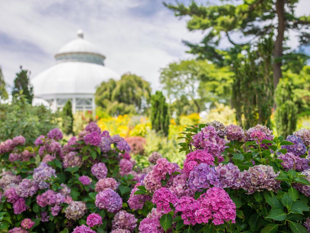 The New York Botanical Garden in summer