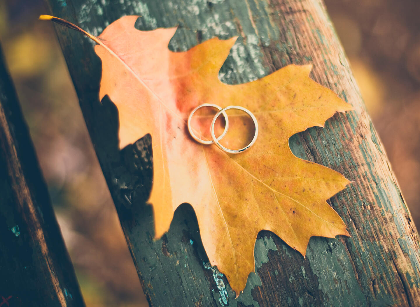 Wedding ring on a rustic piece of wood with autumn leaves