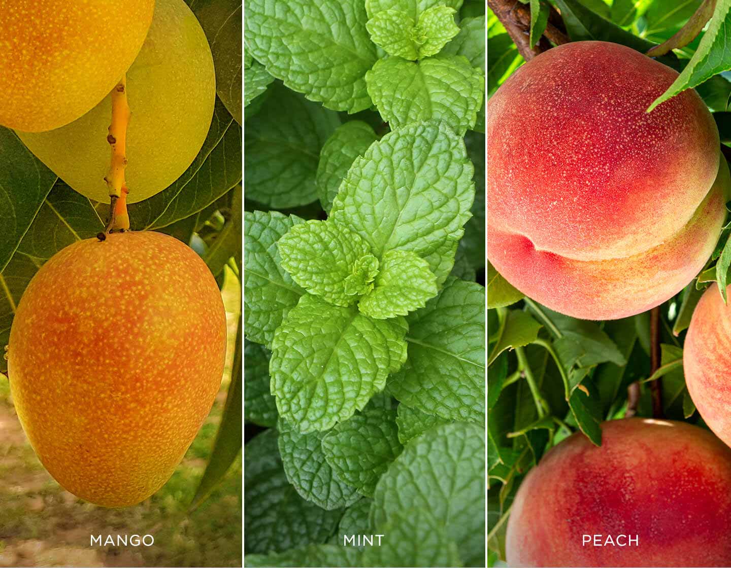 Green Mango Peach Ingredients: Mango, Mint and Peach