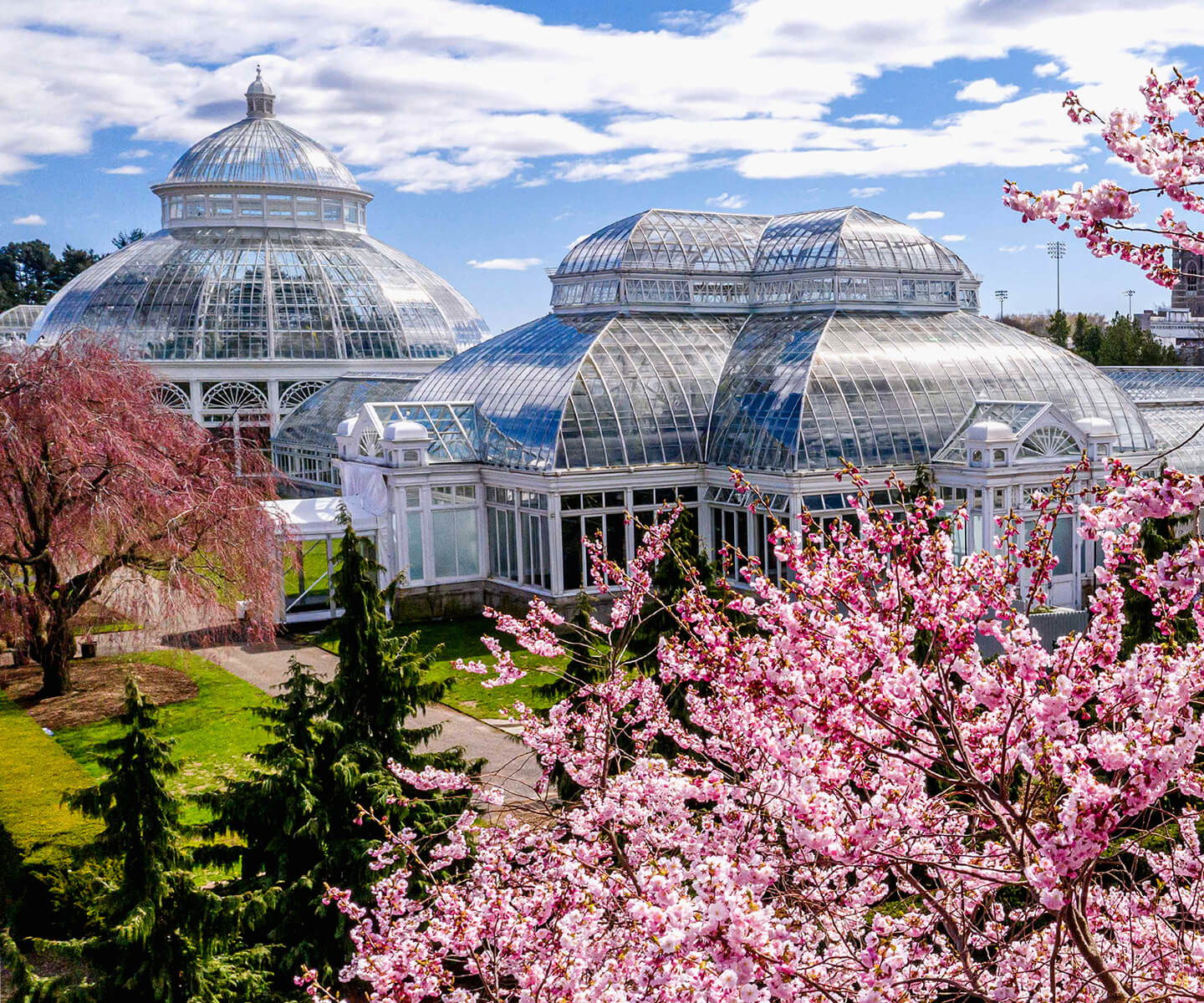 The New York Botanical Garden Enid A. Haupt Conservatory from in spring with blooming Cherry Blossom trees.