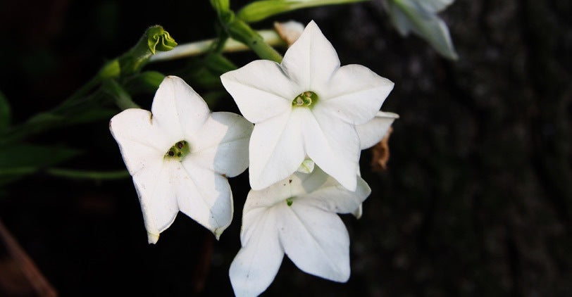 Jasmine flowers on the bush