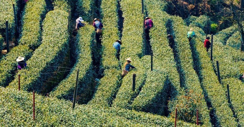 Picking tea leaves in a tea garden