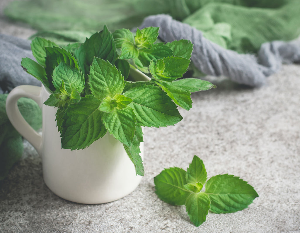 Fresh mint bunch in a white pitcher on a counter