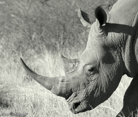 Aardvark Apparel Rhino Conservation 