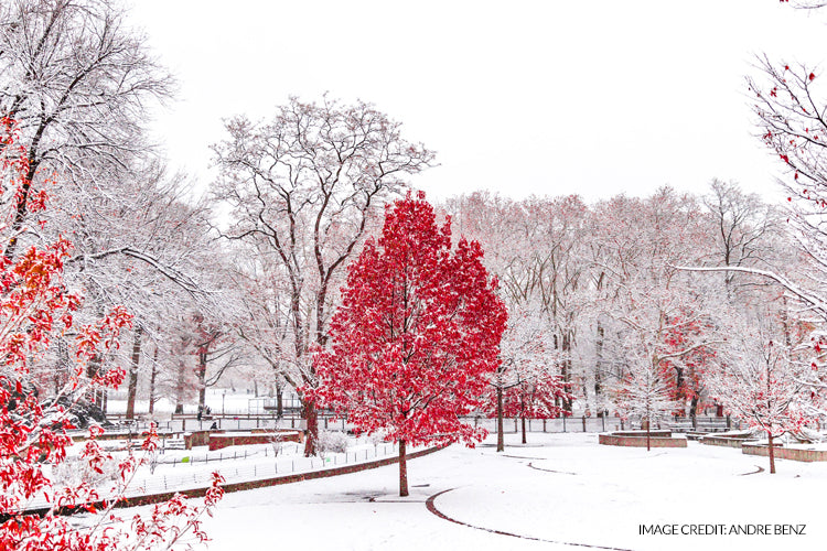 Winter Wellness and Sleep