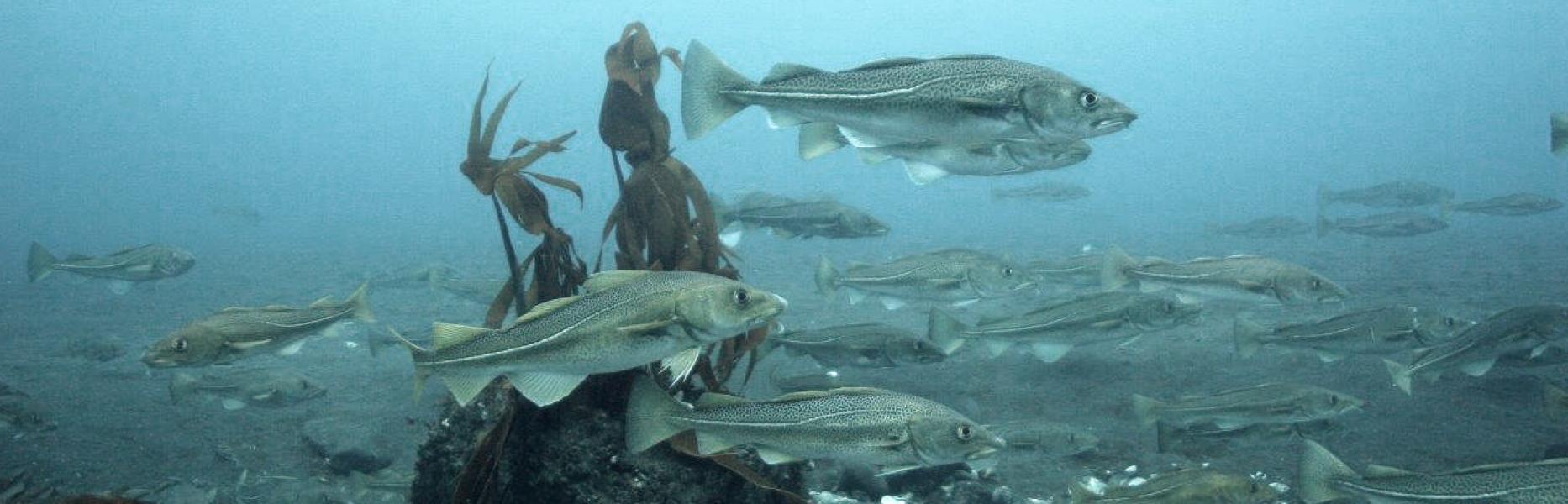 Hållbart fiske - Isfisk AB