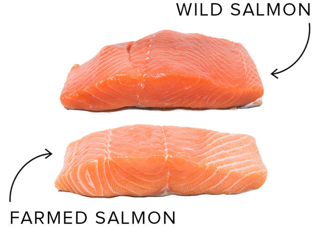 Wild vs Farmed Salmon