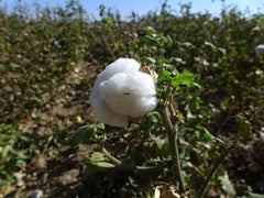 cotton ball