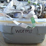 worm bedding