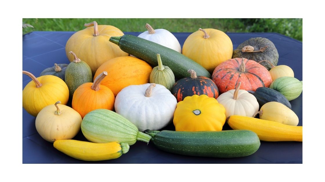 Image of squash, zucchini, and pumpkins vegetables