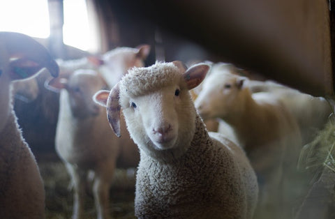mouton pour plaid chaud en laine 