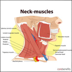Neck Muscle Image, massage Toowoomba