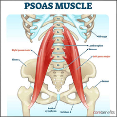 Psoas muscle massage toowoomba