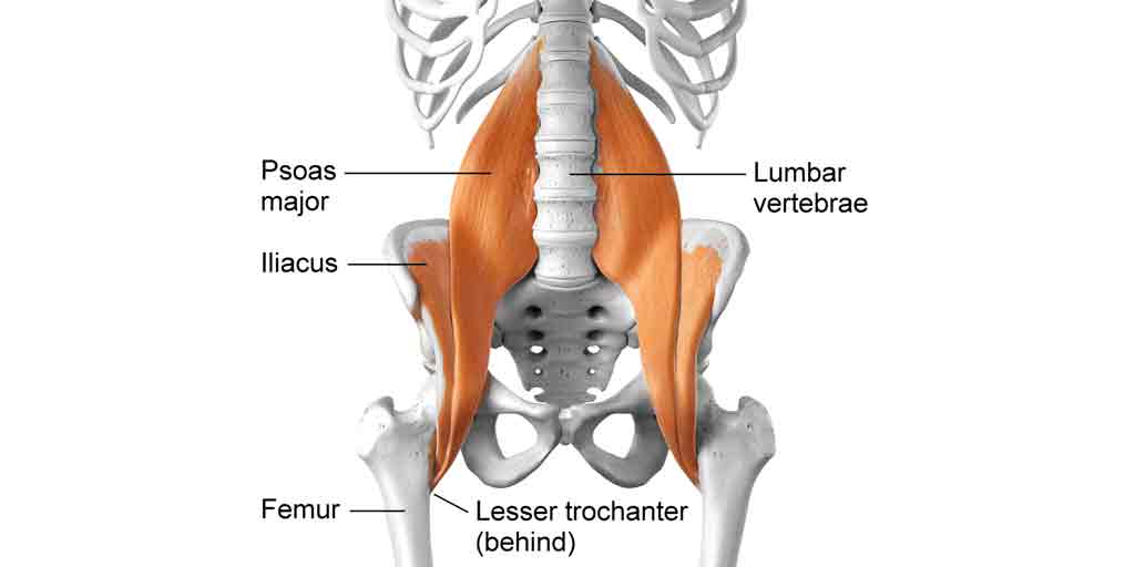 Psoas Muscle Diagram